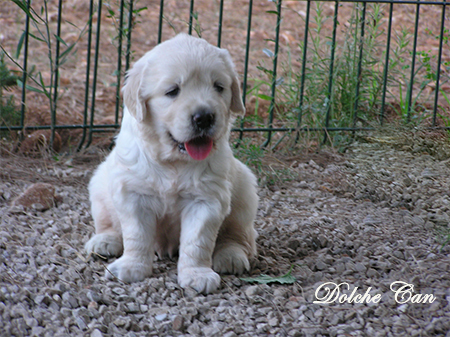 Cachorro hijo de Naya